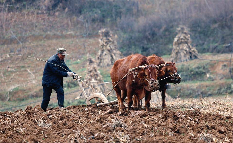 Dự b&aacute;o d&acirc;n gian cho năm Ất Tỵ 2025: "7 rồng trị thủy, 4 tr&acirc;u c&agrave;y ruộng, 9 người chia b&aacute;nh" mang &yacute; nghĩa g&igrave;? - Ảnh 2.