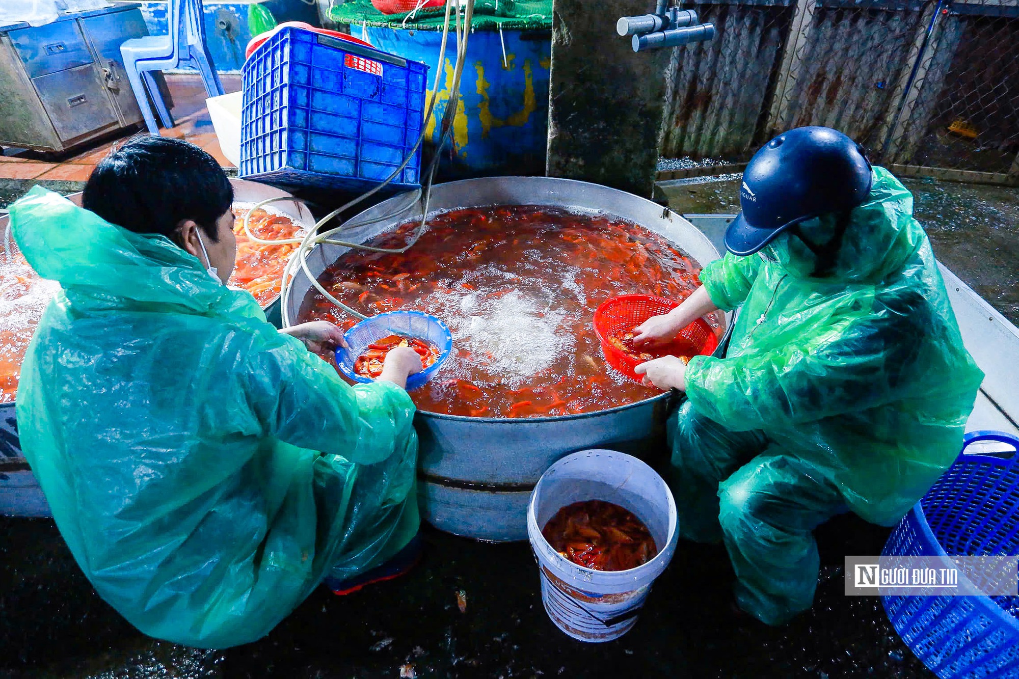 Chợ cá lớn nhất Hà Nội rực đỏ trước ngày ông Công, ông Táo- Ảnh 4.