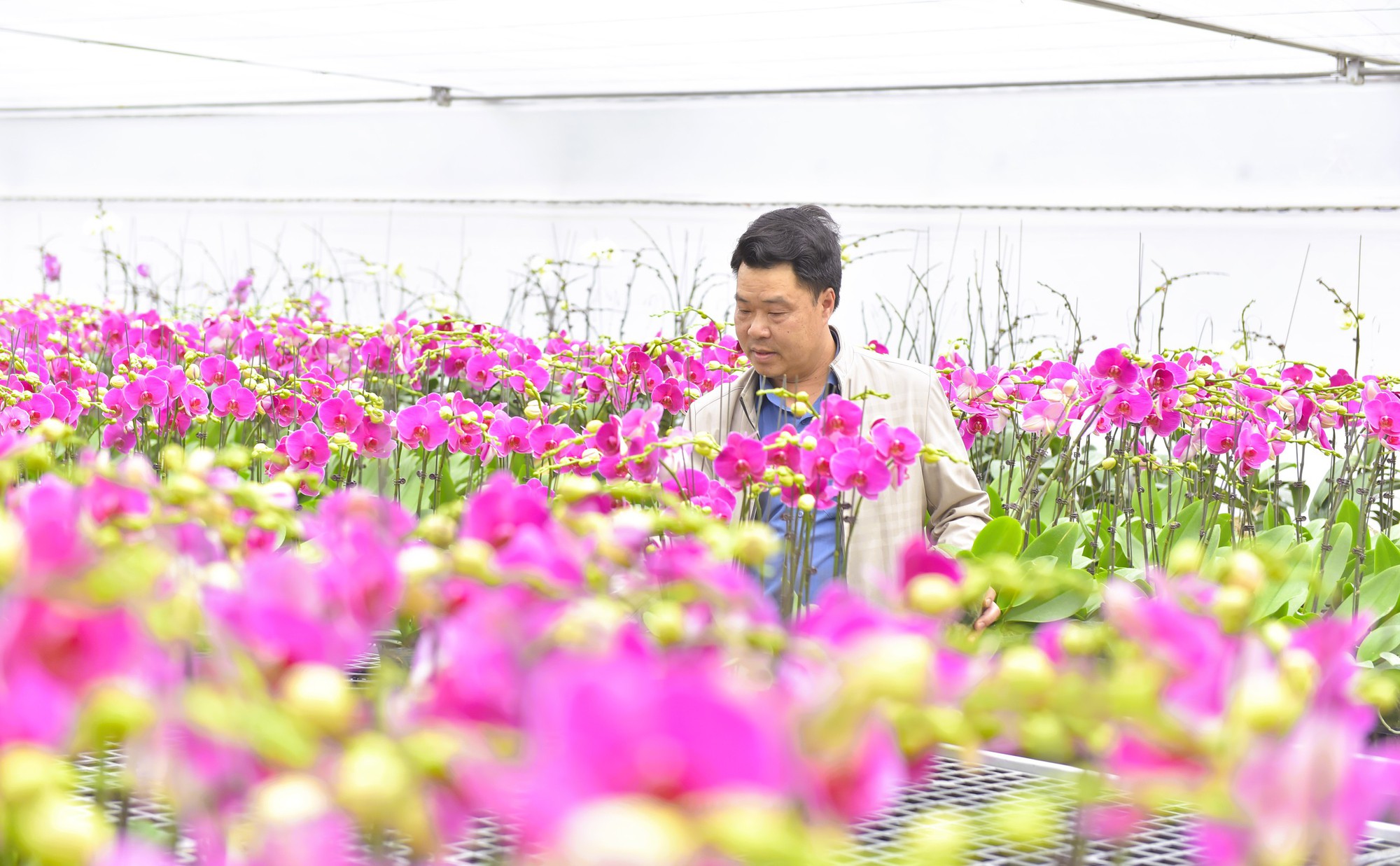 Đã mắt với vườn lan hồ điệp tiền tỉ ở xứ Thanh- Ảnh 3. Đã mắt với vườn lan hồ điệp tiền tỉ ở xứ Thanh- Ảnh 3.