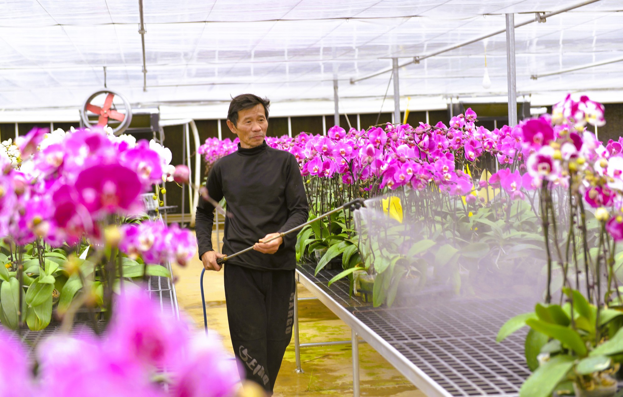 Đã mắt với vườn lan hồ điệp tiền tỉ ở xứ Thanh- Ảnh 12. Đã mắt với vườn lan hồ điệp tiền tỉ ở xứ Thanh- Ảnh 12.