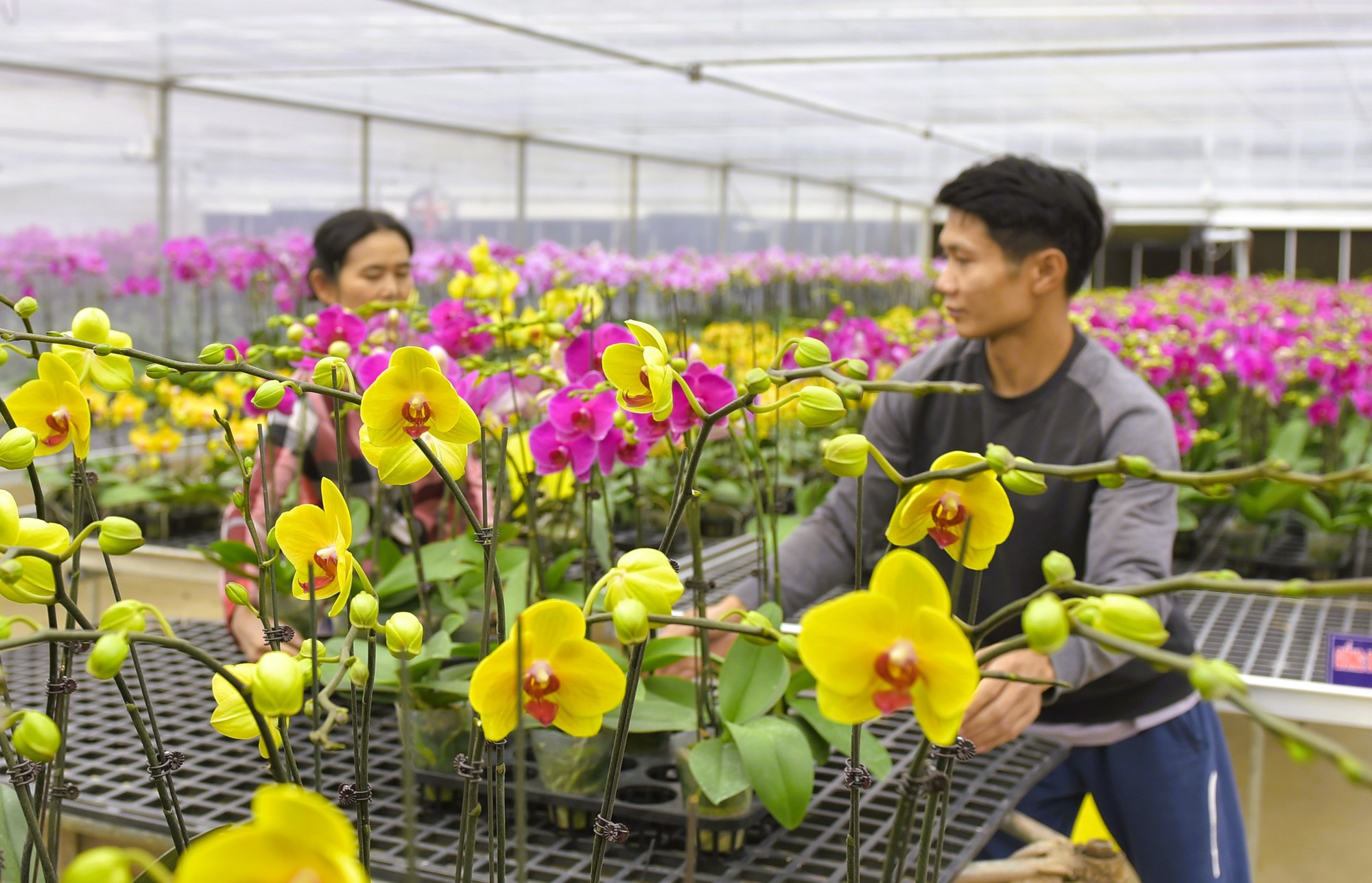 Đã mắt với vườn lan hồ điệp tiền tỉ ở xứ Thanh- Ảnh 13. Đã mắt với vườn lan hồ điệp tiền tỉ ở xứ Thanh- Ảnh 13.