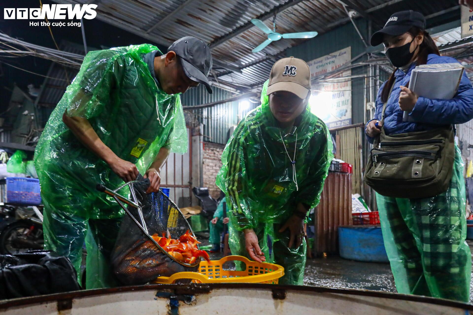Xuyên đêm mua bán cá chép đỏ dịp ông Công , ông Táo - Ảnh 4. Xuyên đêm mua bán cá chép đỏ dịp ông Công , ông Táo - Ảnh 4.
