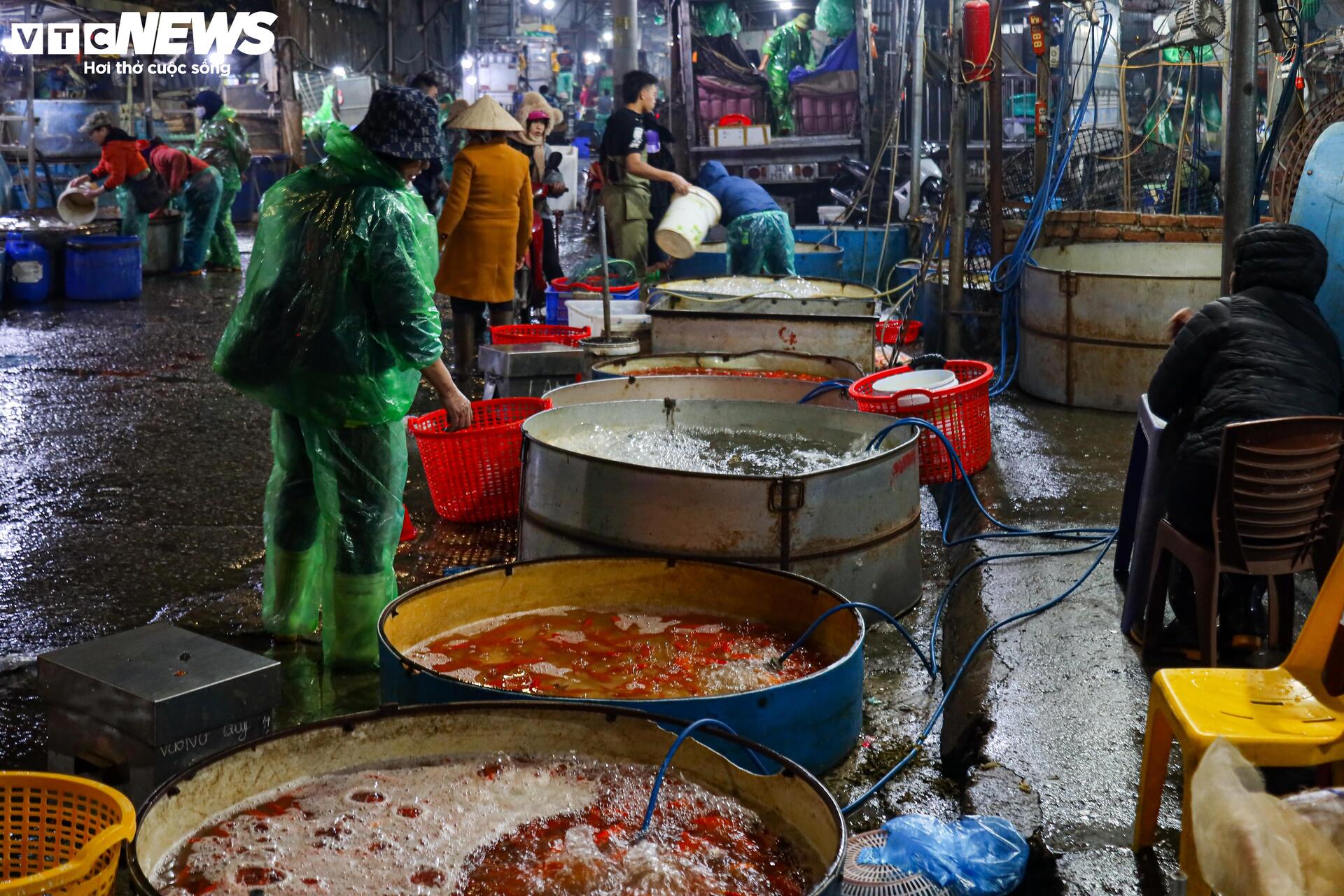 Xuyên đêm mua bán cá chép đỏ dịp ông Công , ông Táo - Ảnh 2. Xuyên đêm mua bán cá chép đỏ dịp ông Công , ông Táo - Ảnh 2.