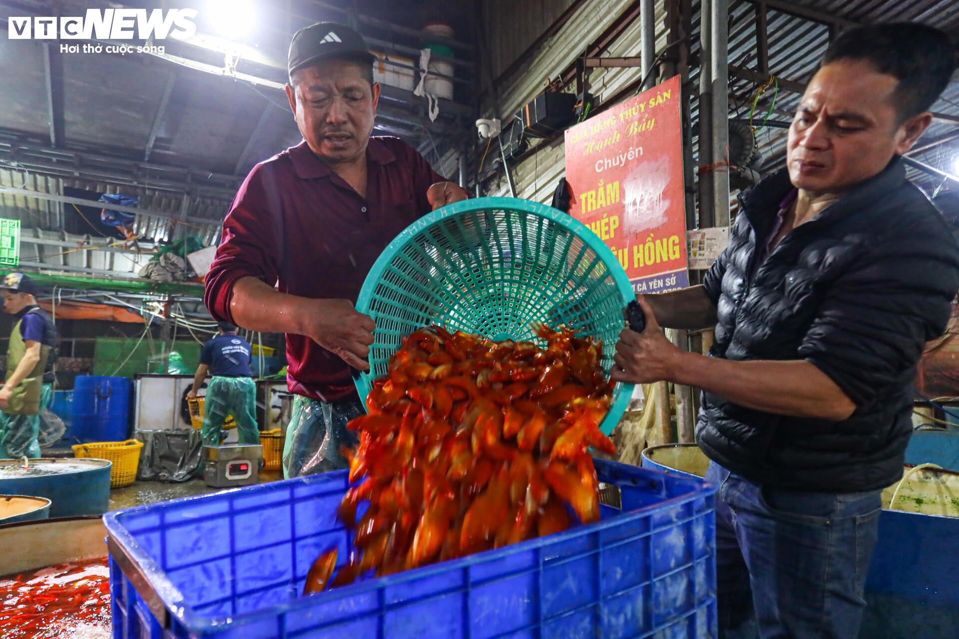 Xuyên đêm mua bán cá chép đỏ dịp ông Công , ông Táo - Ảnh 9. Xuyên đêm mua bán cá chép đỏ dịp ông Công , ông Táo - Ảnh 9.