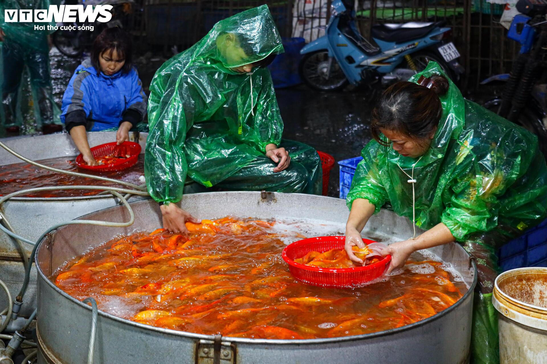 Xuyên đêm mua bán cá chép đỏ dịp ông Công , ông Táo - Ảnh 12. Xuyên đêm mua bán cá chép đỏ dịp ông Công , ông Táo - Ảnh 12.