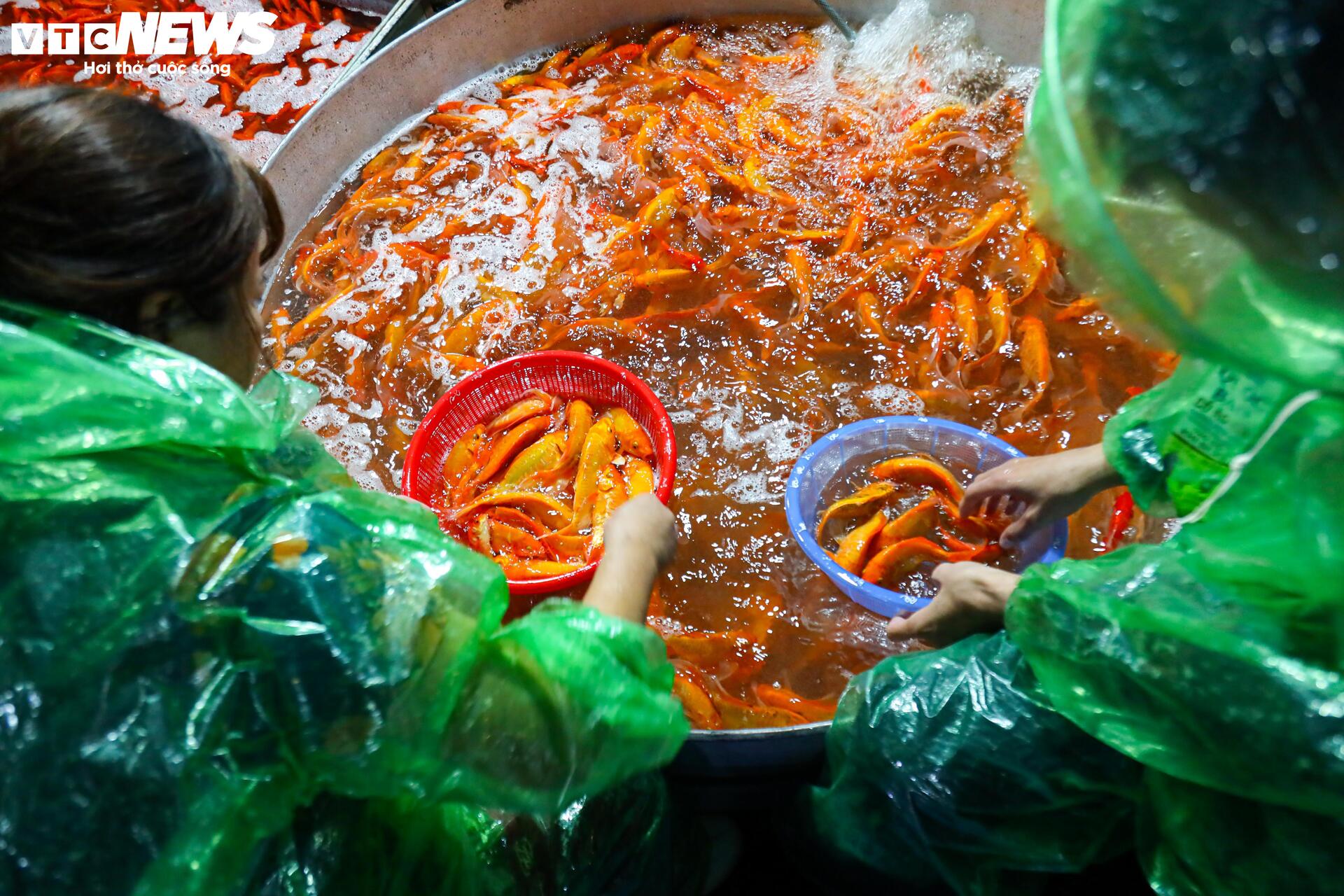 Xuyên đêm mua bán cá chép đỏ dịp ông Công , ông Táo - Ảnh 13. Xuyên đêm mua bán cá chép đỏ dịp ông Công , ông Táo - Ảnh 13.