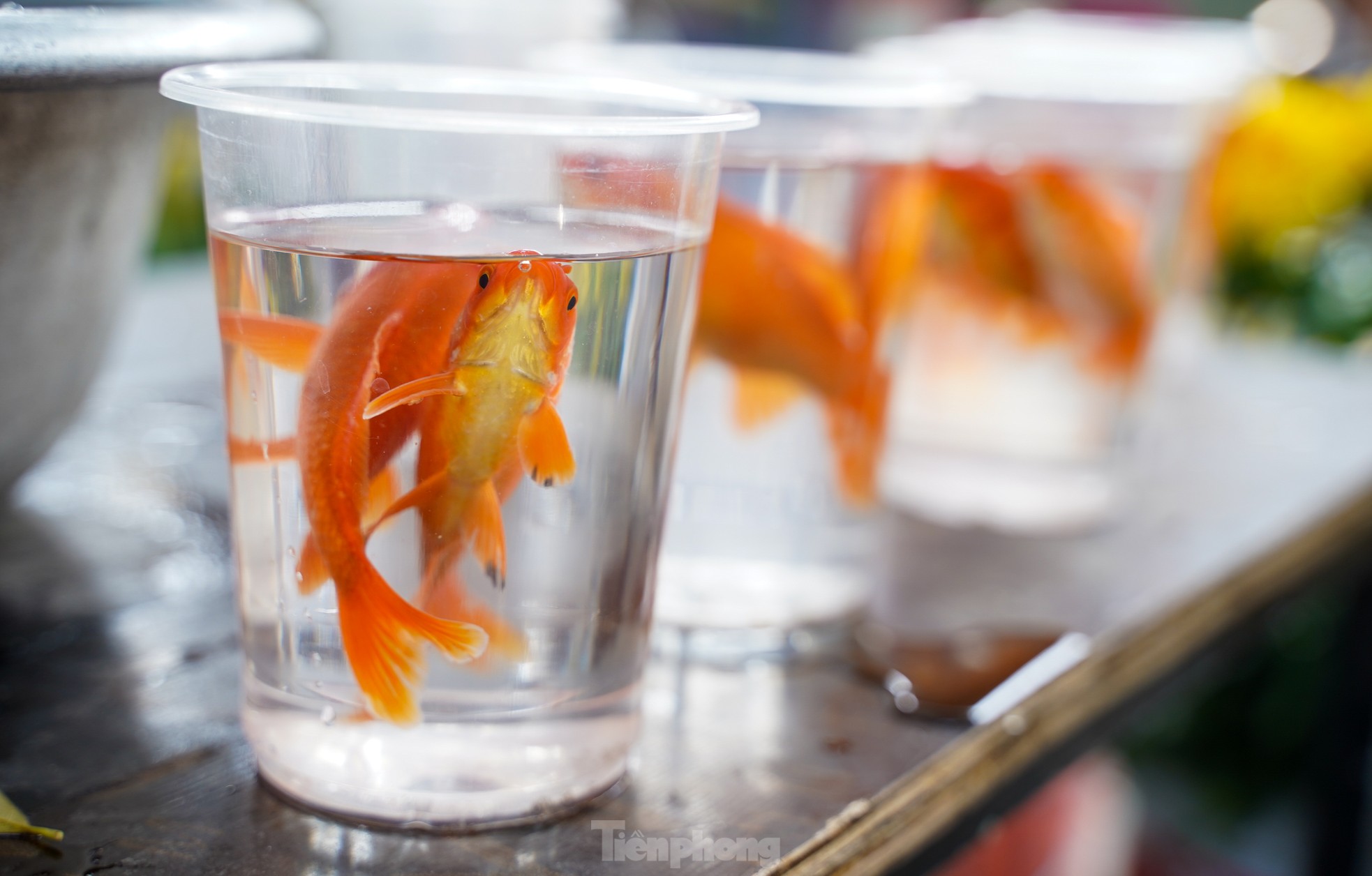 Tết ông Công ông Táo: Đồ cúng chế biến phong phú, gà ngậm hoa hồng giá 500.000đ/con - Ảnh 15.