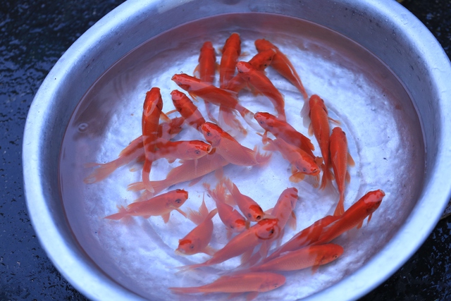 Người dân Hà Nội tấp nập sắm lễ ông Công ông Táo tại chợ hàng Bè từ sớm - Ảnh 12.