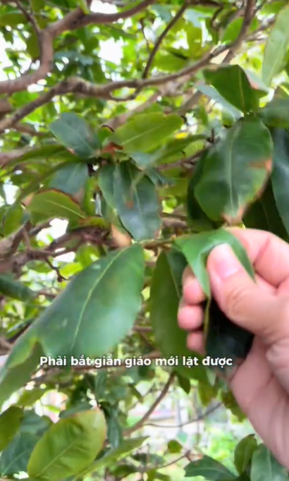 Sốc hơn cả việc Tấm lựa gạo với thóc, đây là nhiệm vụ gây ám ảnh ở cấp độ cao nhất Tết này- Ảnh 5. Sốc hơn cả việc Tấm lựa gạo với thóc, đây là nhiệm vụ gây ám ảnh ở cấp độ cao nhất Tết này- Ảnh 5.