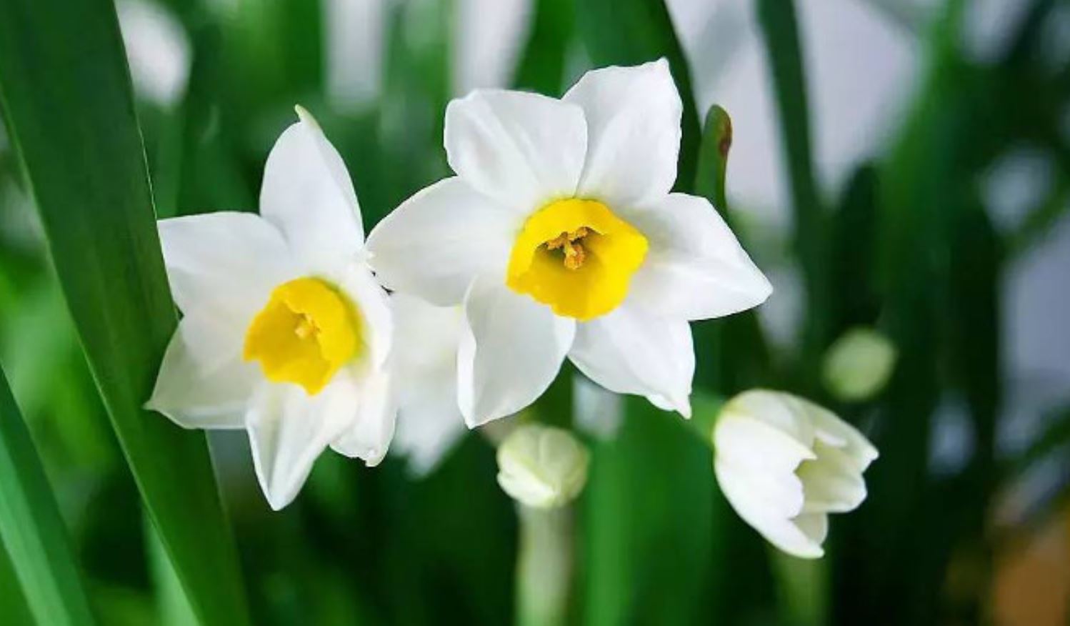 Nghỉ Tết đừng chỉ ‘ăn chơi’, thực hiện 4 bài tập này giúp đẩy lùi stress, tăng cơ cực tốt - Ảnh 5.