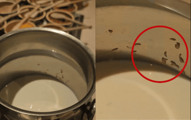 Rùng mình giòi trong sữa tại resort nổi tiếng ở Cam Ranh gây xôn xao dư luận - Ảnh 1.