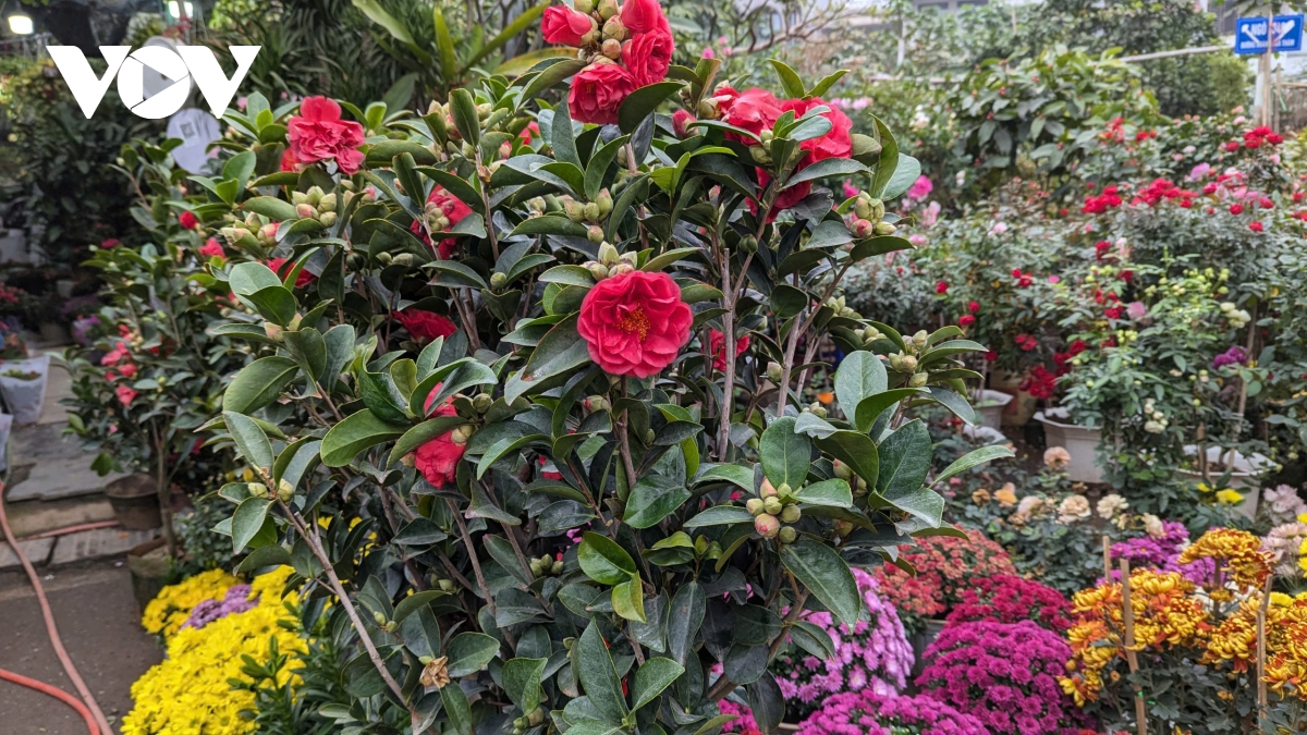 Những lòai cây cảnh Tết mang tài lộc và thịnh vượng đến gia đình trong năm mới - Ảnh 5.