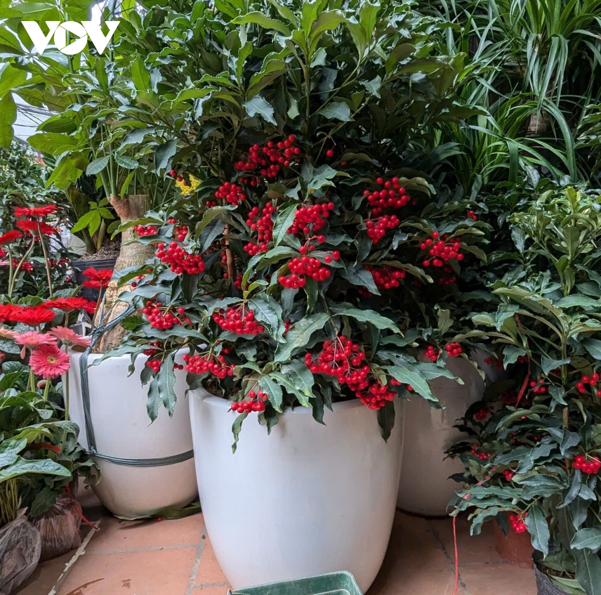 Những lòai cây cảnh Tết mang tài lộc và thịnh vượng đến gia đình trong năm mới - Ảnh 12.