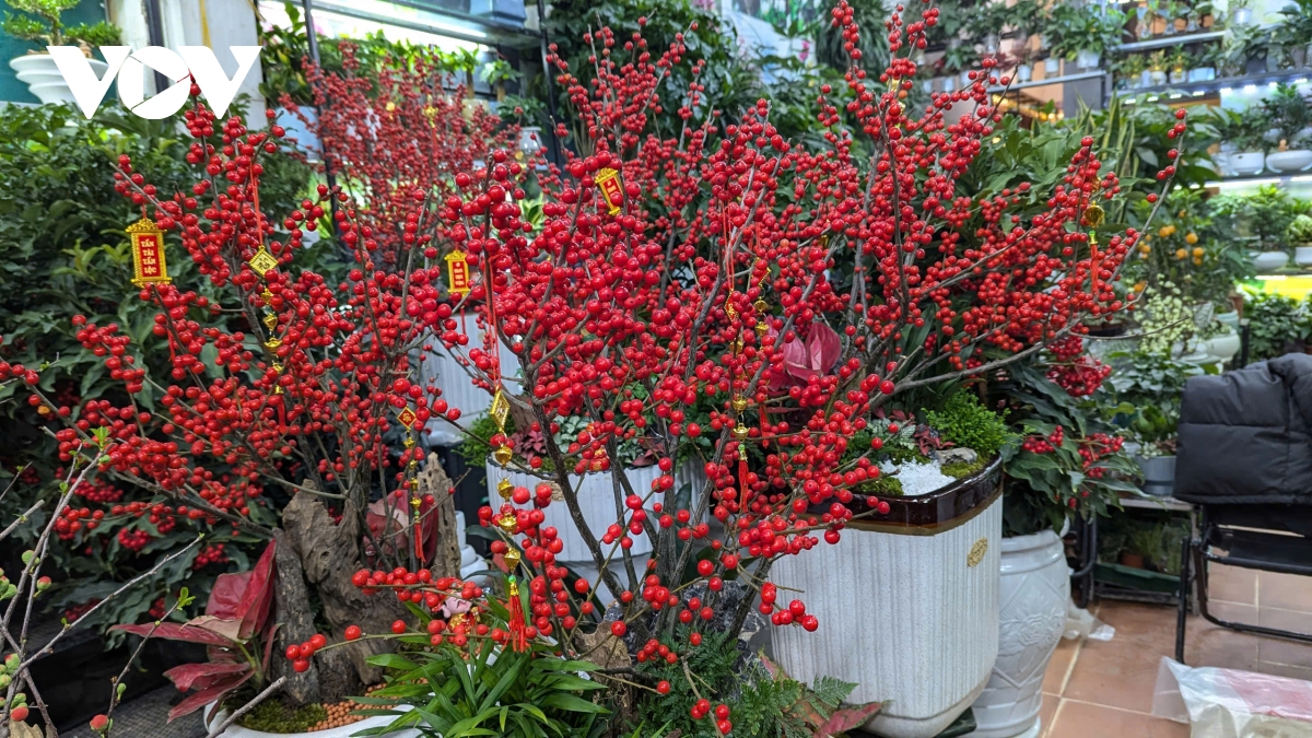 Những lòai cây cảnh Tết mang tài lộc và thịnh vượng đến gia đình trong năm mới - Ảnh 13.