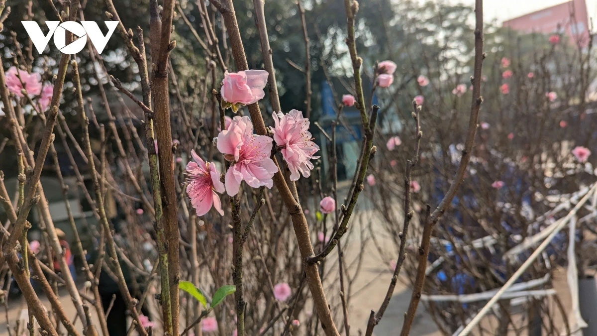 Những lòai cây cảnh Tết mang tài lộc và thịnh vượng đến gia đình trong năm mới - Ảnh 1.