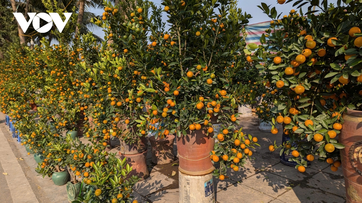 Những lòai cây cảnh Tết mang tài lộc và thịnh vượng đến gia đình trong năm mới - Ảnh 2.