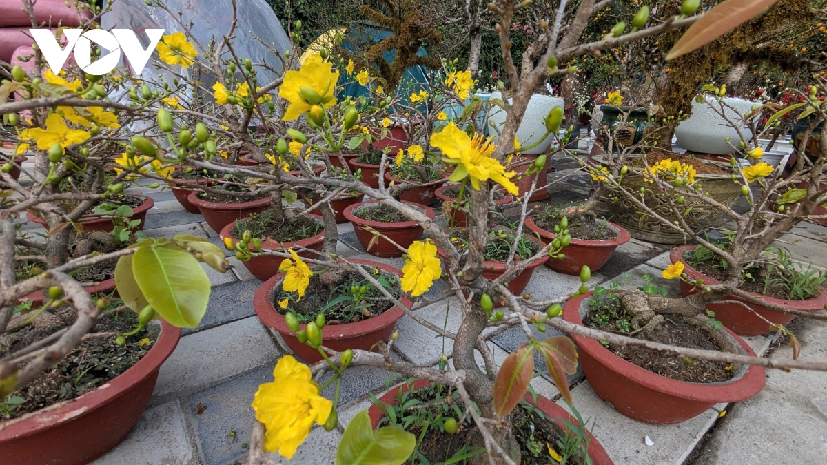 Những lòai cây cảnh Tết mang tài lộc và thịnh vượng đến gia đình trong năm mới - Ảnh 3.