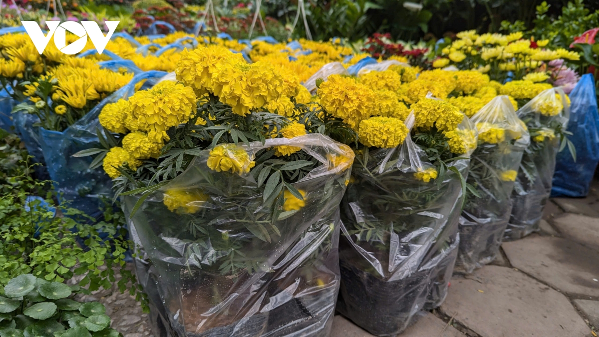 Những lòai cây cảnh Tết mang tài lộc và thịnh vượng đến gia đình trong năm mới - Ảnh 6.