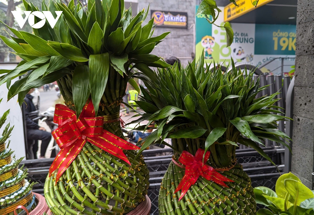Những lòai cây cảnh Tết mang tài lộc và thịnh vượng đến gia đình trong năm mới - Ảnh 7.