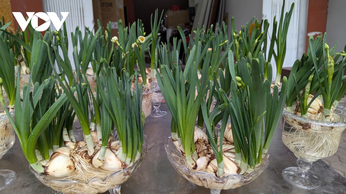 Những lòai cây cảnh Tết mang tài lộc và thịnh vượng đến gia đình trong năm mới - Ảnh 9.