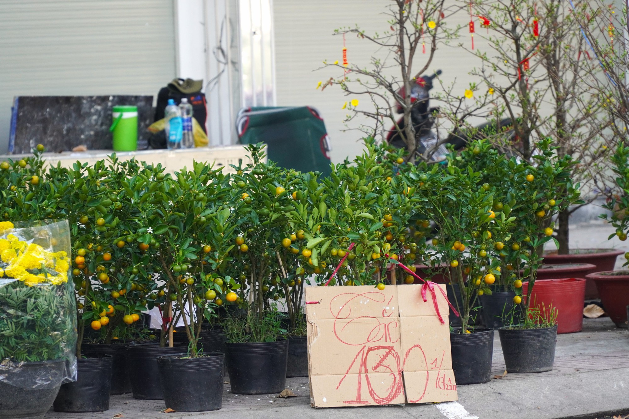 Hoa Tết ở TP HCM ế ẩm, đồng loạt giảm giá vẫn vắng người mua- Ảnh 13. Hoa Tết ở TP HCM ế ẩm, đồng loạt giảm giá vẫn vắng người mua- Ảnh 13.