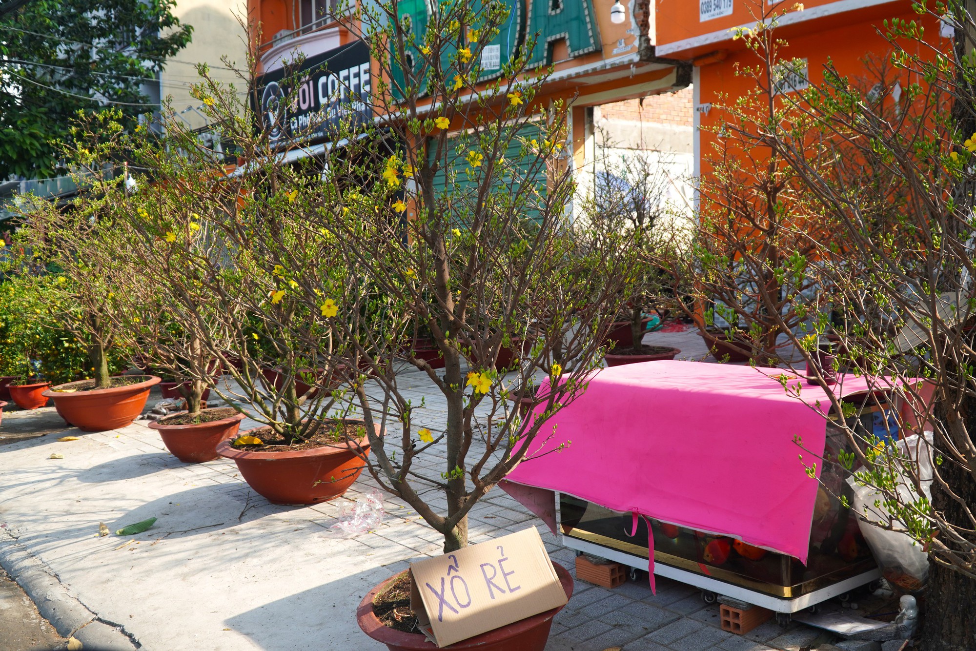 Hoa Tết ở TP HCM ế ẩm, đồng loạt giảm giá vẫn vắng người mua- Ảnh 15. Hoa Tết ở TP HCM ế ẩm, đồng loạt giảm giá vẫn vắng người mua- Ảnh 15.