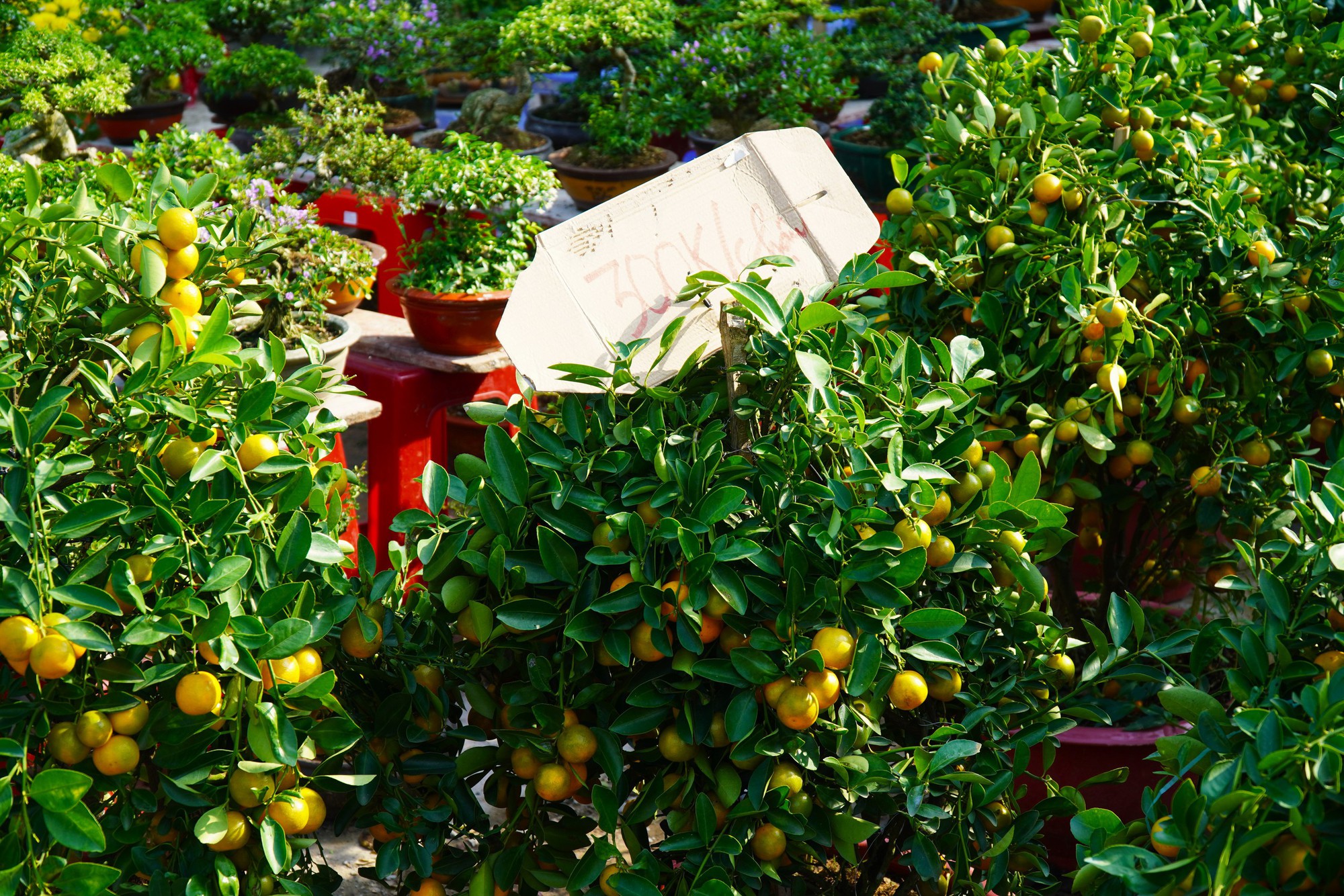 Hoa Tết ở TP HCM ế ẩm, đồng loạt giảm giá vẫn vắng người mua- Ảnh 11. Hoa Tết ở TP HCM ế ẩm, đồng loạt giảm giá vẫn vắng người mua- Ảnh 11.