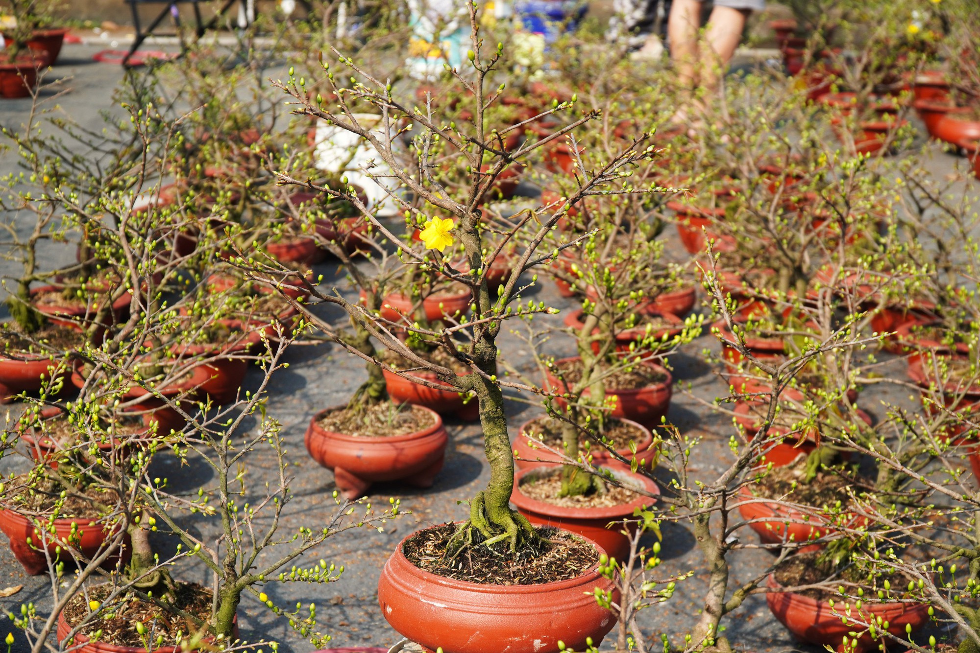 Hoa Tết ở TP HCM ế ẩm, đồng loạt giảm giá vẫn vắng người mua- Ảnh 9. Hoa Tết ở TP HCM ế ẩm, đồng loạt giảm giá vẫn vắng người mua- Ảnh 9.