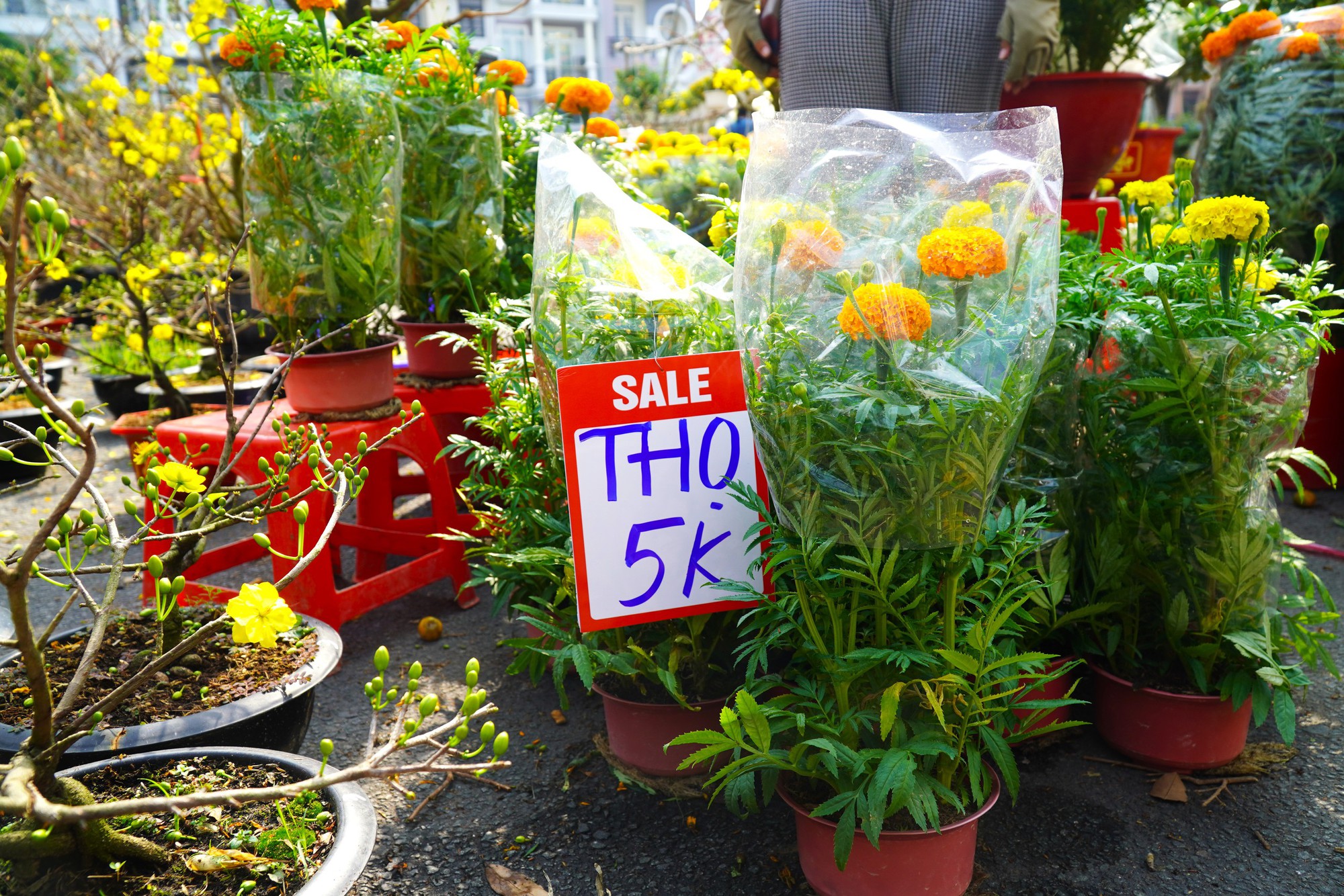 Hoa Tết ở TP HCM ế ẩm, đồng loạt giảm giá vẫn vắng người mua- Ảnh 18. Hoa Tết ở TP HCM ế ẩm, đồng loạt giảm giá vẫn vắng người mua- Ảnh 18.