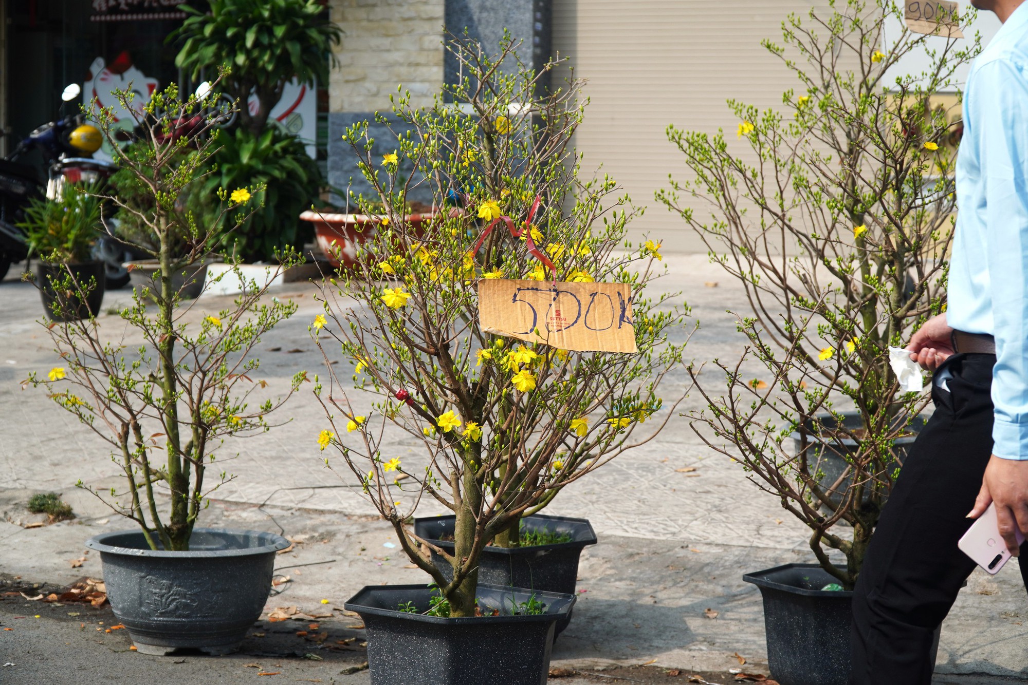 Hoa Tết ở TP HCM ế ẩm, đồng loạt giảm giá vẫn vắng người mua- Ảnh 19. Hoa Tết ở TP HCM ế ẩm, đồng loạt giảm giá vẫn vắng người mua- Ảnh 19.