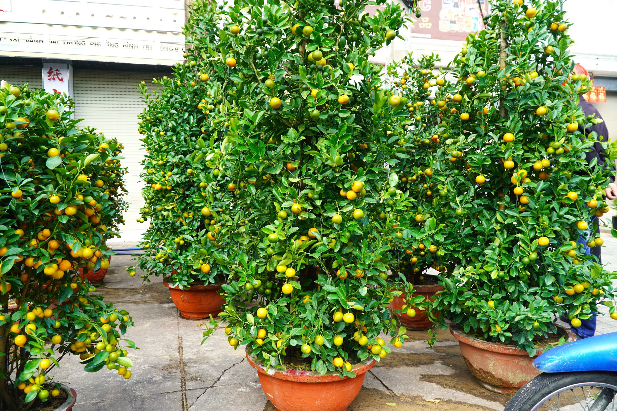 Hoa Tết ở TP HCM ế ẩm, đồng loạt giảm giá vẫn vắng người mua- Ảnh 12. Hoa Tết ở TP HCM ế ẩm, đồng loạt giảm giá vẫn vắng người mua- Ảnh 12.