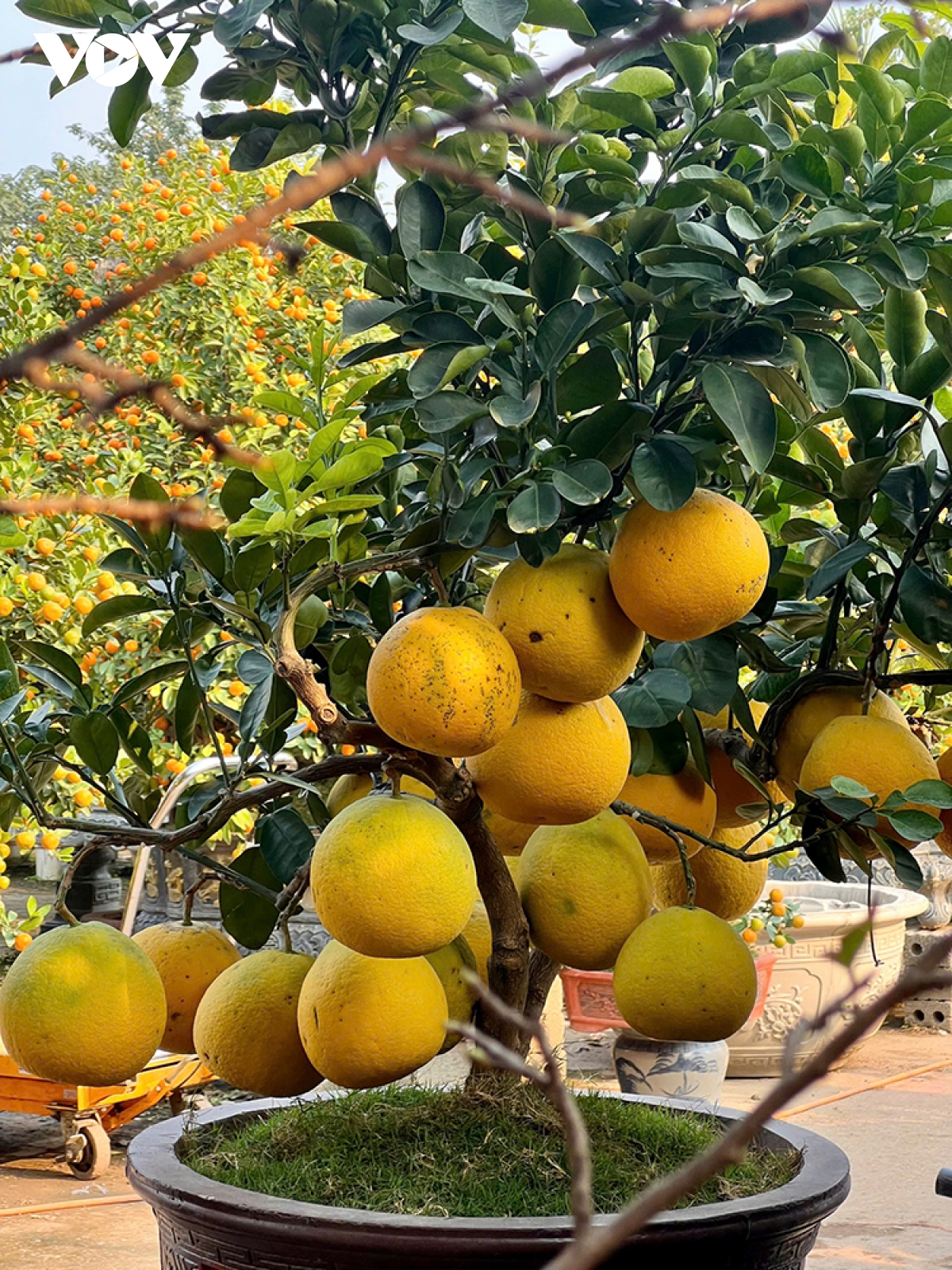 Làng đào Nhật Tân và quất Tứ Liên chuẩn bị cho Tết Nguyên đán - Ảnh 11.