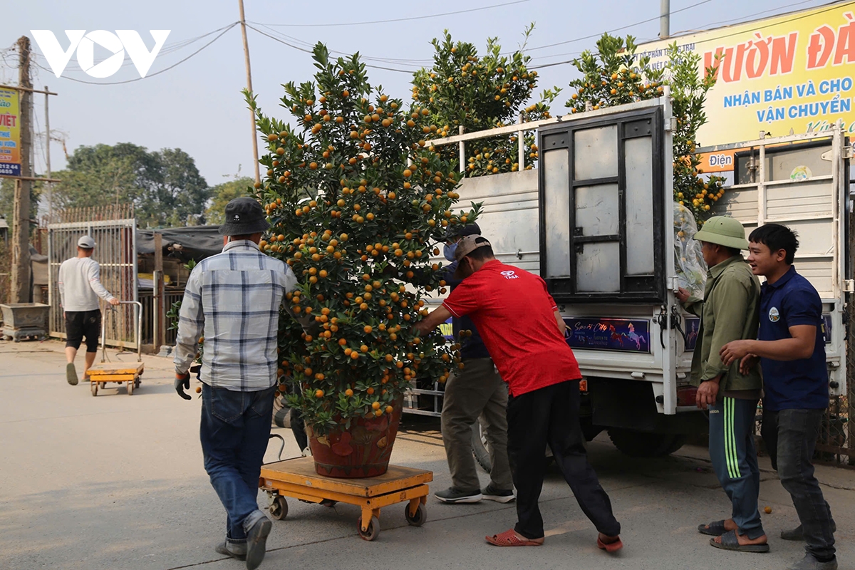 Làng đào Nhật Tân và quất Tứ Liên chuẩn bị cho Tết Nguyên đán - Ảnh 4.