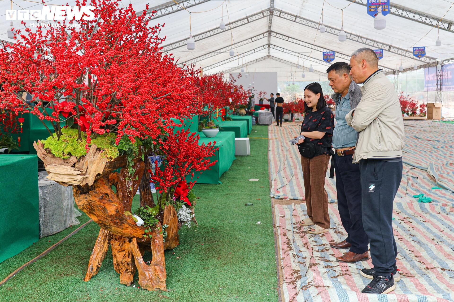 Hoa đào đông nhập khẩu giá cao hút khách nhà giàu Hà Nội dịp Tết - Ảnh 21.