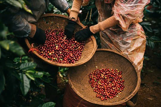 Hàng chục nghìn tấn 'hạt vàng' của Việt Nam đổ bộ Nga với giá cực đắt: thuế xuất khẩu 0%, nước ta là ông trùm lớn thứ 2 thế giới- Ảnh 1. Hàng chục nghìn tấn 'hạt vàng' của Việt Nam đổ bộ Nga với giá cực đắt: thuế xuất khẩu 0%, nước ta là ông trùm lớn thứ 2 thế giới- Ảnh 1.