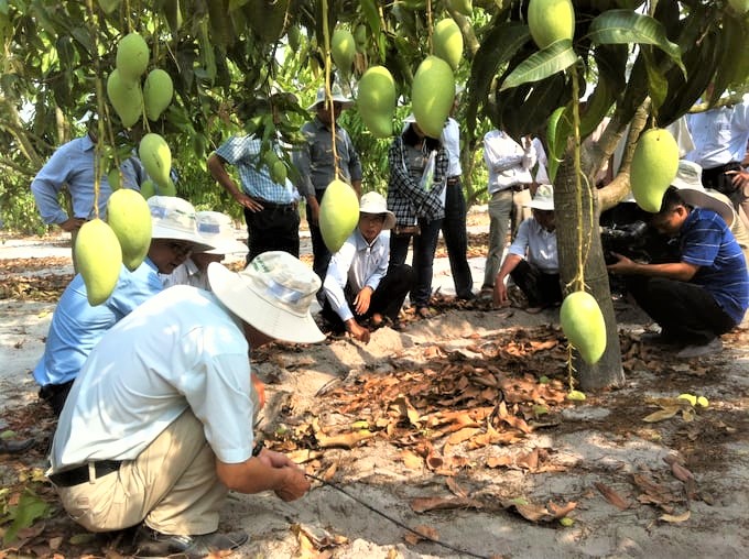 Từ sỏi đá thành “vàng”: Việt Nam sở hữu loại quả “hái ra tiền”, xuất khẩu đi 40 nước- Ảnh 1. Từ sỏi đá thành “vàng”: Việt Nam sở hữu loại quả “hái ra tiền”, xuất khẩu đi 40 nước- Ảnh 1.