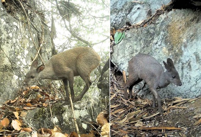 Cao Bằng: Lộ diện &ldquo;kho b&aacute;u sống&rdquo; c&oacute; m&ugrave;i hương đặc biệt, đang b&ecirc;n bờ tuyệt chủng- Ảnh 1.