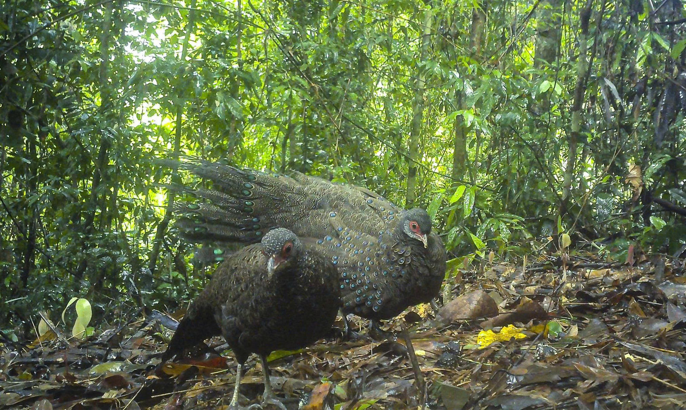 Phát hiện gấu ngựa và gà tiền mặt đỏ quý hiếm ở Vườn quốc gia Chư Mom Ray- Ảnh 1.