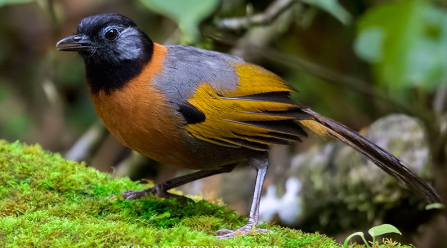 Ẩn trong tán rừng Tây Nguyên tồn tại một “kho báu” chỉ có ở Việt Nam- Ảnh 1.