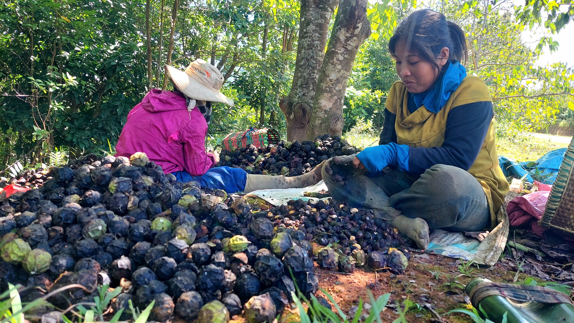 Lợi ích kép từ rừng trẩu phòng hộ- Ảnh 1.