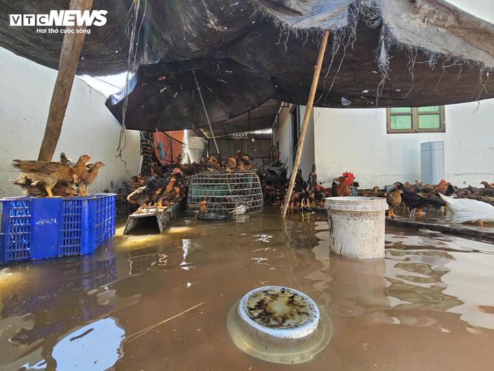 'Rốn lũ' Hà Nội: Tối nước còn mấp mé mép sân, trưa hôm sau đã tới nóc nhà- Ảnh 7.