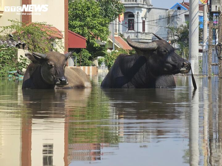 'Rốn lũ' Hà Nội: Tối nước còn mấp mé mép sân, trưa hôm sau đã tới nóc nhà- Ảnh 6.