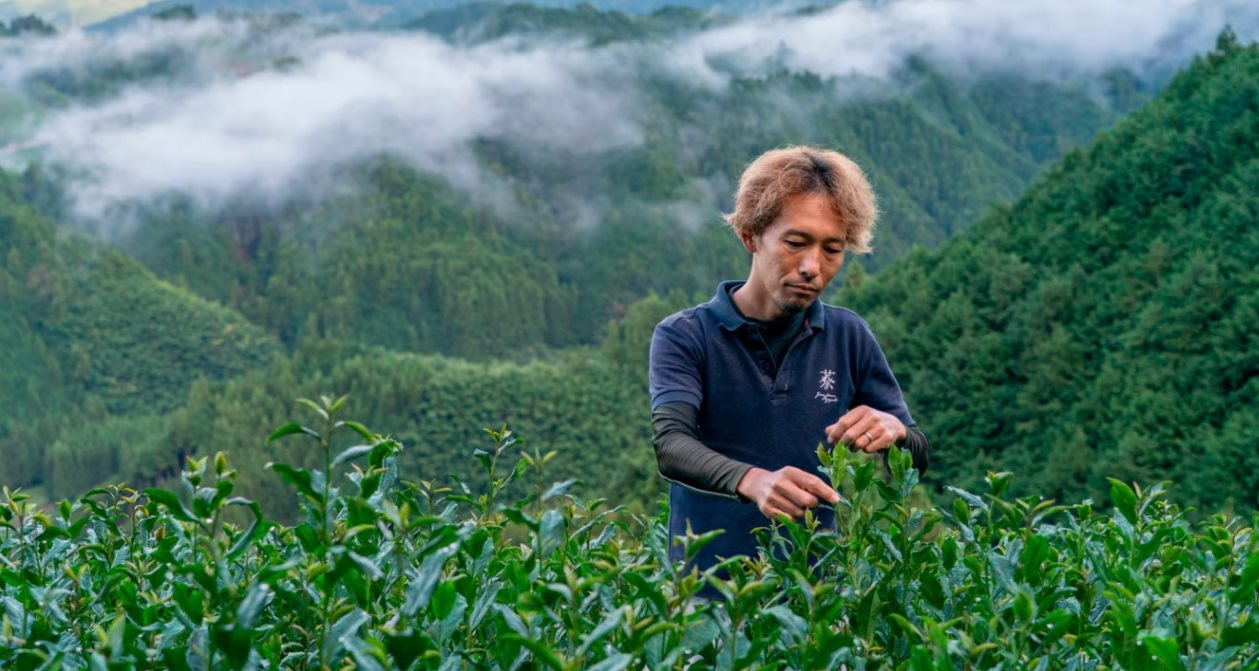 Nhật Bản đang sở hữu loại bột được v&iacute; như 'v&agrave;ng xanh', cả thế giới đổ x&ocirc; tới đ&acirc;y săn l&ugrave;ng, cung kh&ocirc;ng đủ cầu