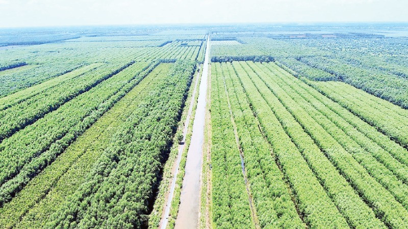 Loài cây “đẻ ra tiền tỷ” trên đất phèn U Minh Hạ: “Của hiếm” giúp người dân đổi đời- Ảnh 1. Loài cây “đẻ ra tiền tỷ” trên đất phèn U Minh Hạ: “Của hiếm” giúp người dân đổi đời- Ảnh 1.