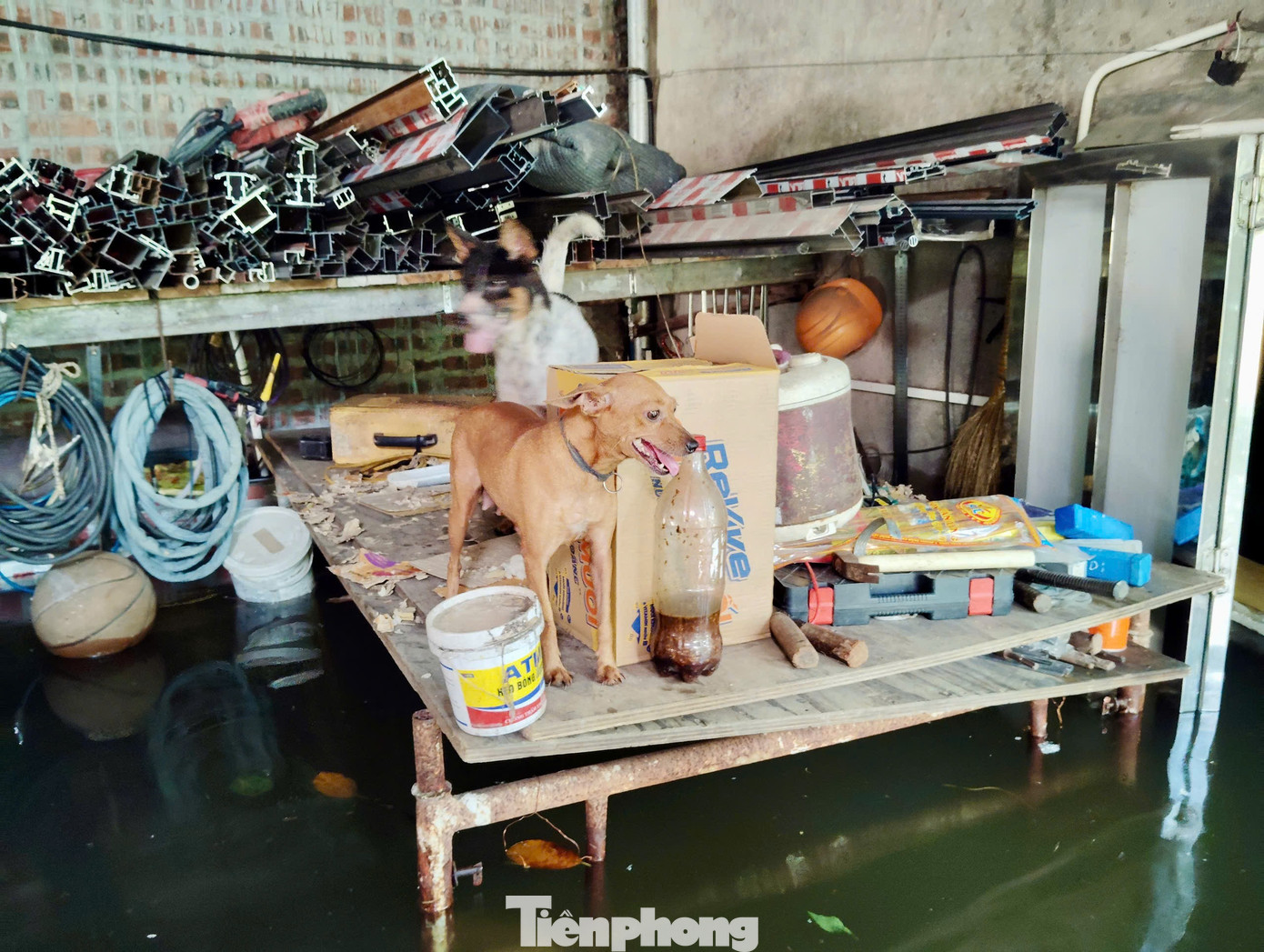 Nhiều khu vực xã Sóc Sơn ngập sâu 1,5 mét- Ảnh 13.