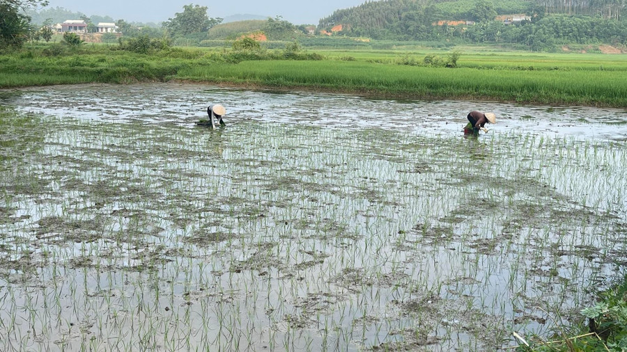 Bí thư xã ở Tuyên Quang đưa giống lúa ngon nhất thế giới về với người dân- Ảnh 1.