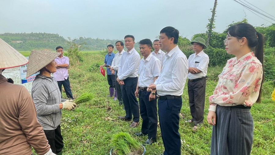 Bí thư xã ở Tuyên Quang đưa giống lúa ngon nhất thế giới về với người dân- Ảnh 3.