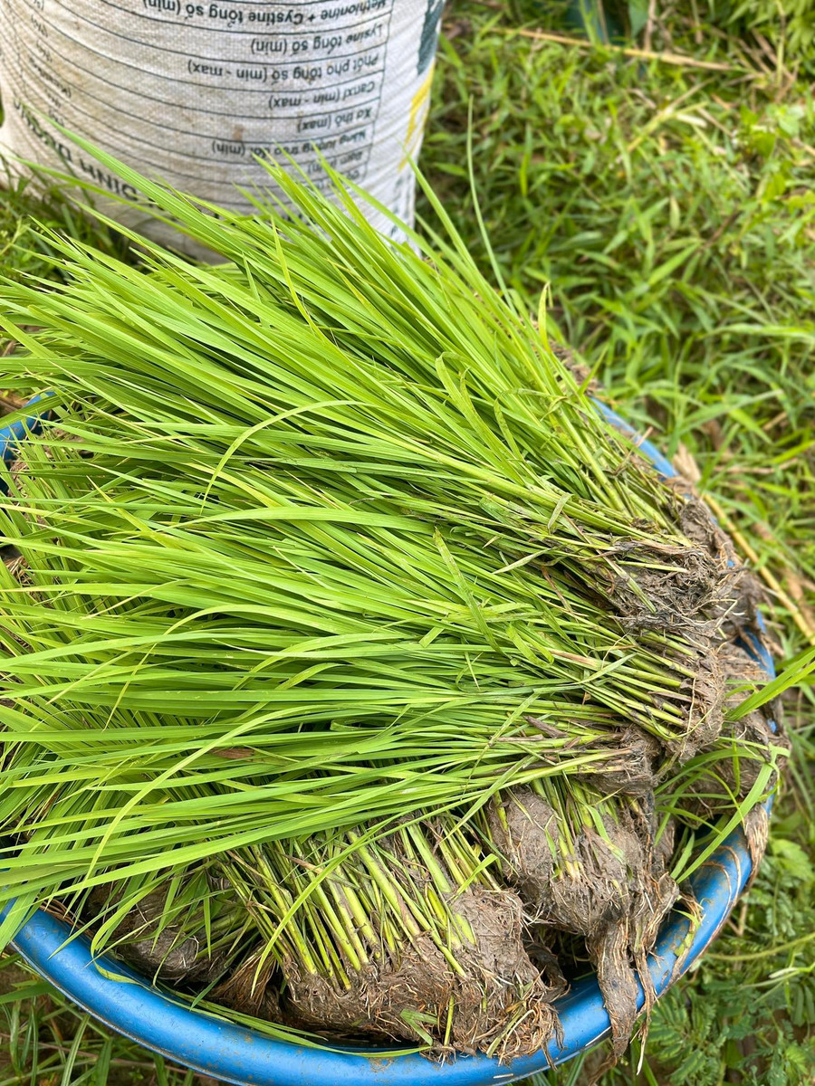 Bí thư xã ở Tuyên Quang đưa giống lúa ngon nhất thế giới về với người dân- Ảnh 6.
