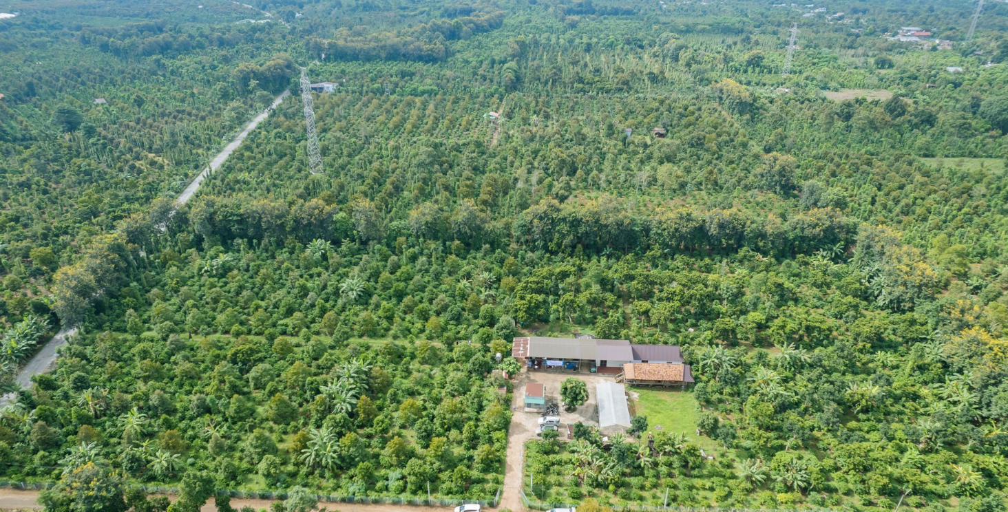 Người Tây Nguyên giàu có nhờ trồng ‘cây tiền tỷ’: Nơi trồng rất độc đáo- Ảnh 1.