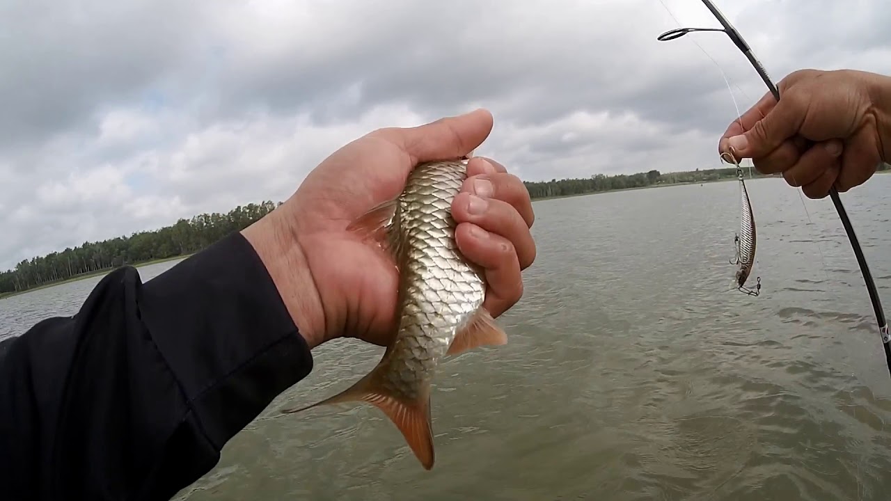 Loại lá trước kia cho không ai lấy, nay được Trung Quốc bao mua: Người dân Phú Thọ “hái ra tiền tỷ”- Ảnh 2.